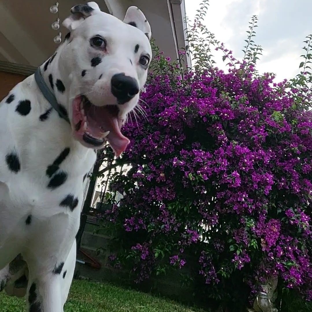 Ares