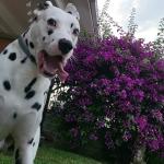 Ares